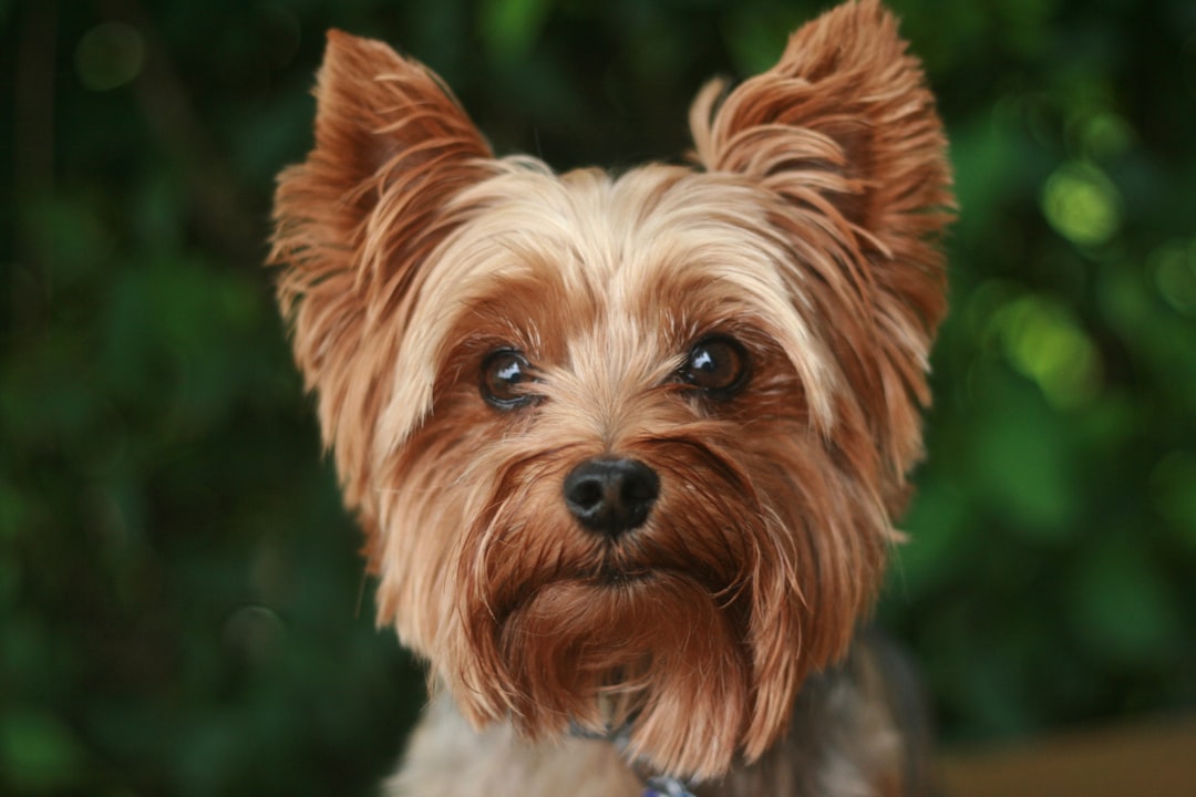 Photo Yorkshire Terrier