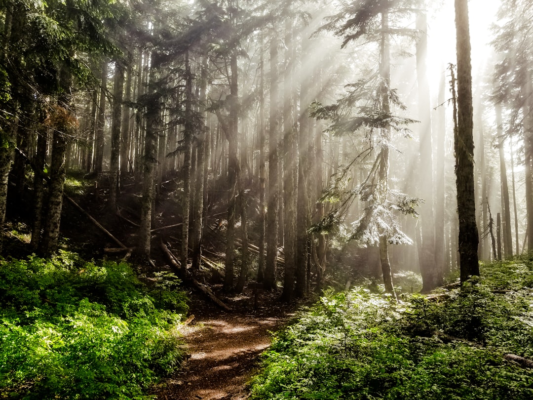 Easy Mountain Hiking: A Beginner’s Guide